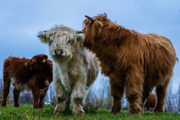 Investing in Miniature Cattle for Sale: A Unique Opportunity for Hobby Farmers and Homesteaders hobby farmers