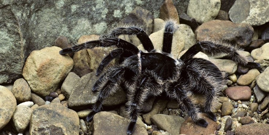 Curly Hair Tarantula